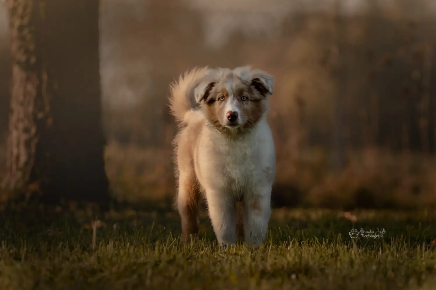 Hund von Bar Glanz